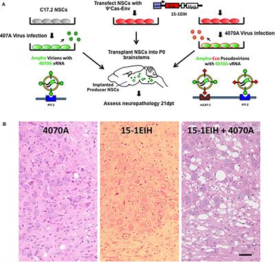 Astrocyte Infection Is Required for Retrovirus-Induced Spongiform Neurodegeneration Despite Suppressed Viral Protein Expression